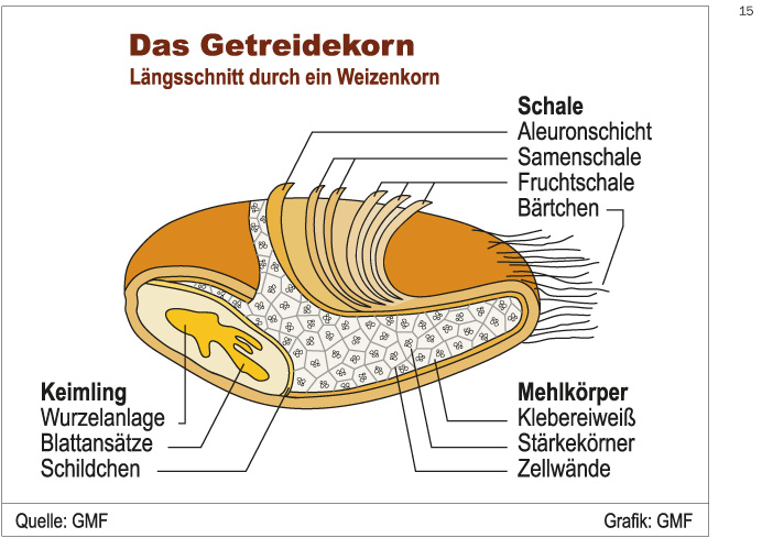 gmf_grafik_15-getreidekorn.jpg